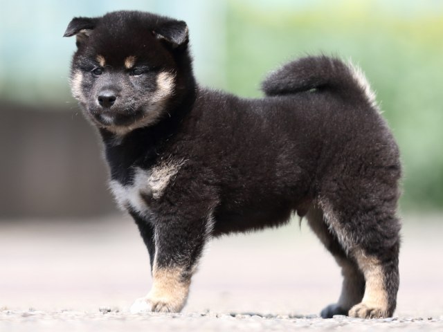 FP5A9754-puppy FP5A9754-puppy