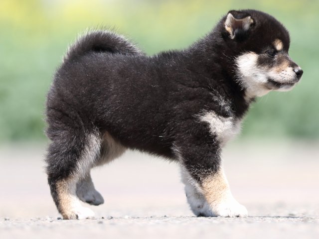 FP5A9784-puppy FP5A9784-puppy