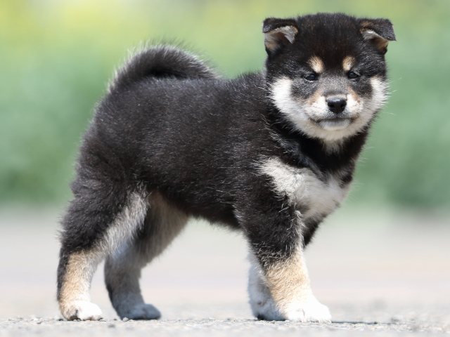 FP5A9786-puppy FP5A9786-puppy