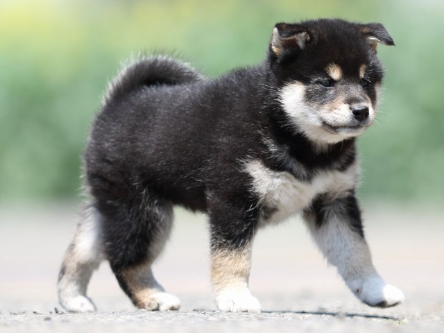 FP5A9789-puppy FP5A9789-puppy