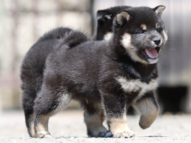 FP5A9838-puppy FP5A9838-puppy
