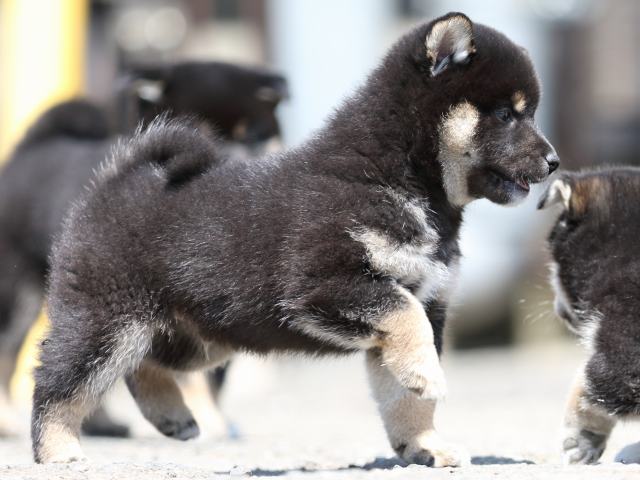 FP5A9851-puppy FP5A9851-puppy