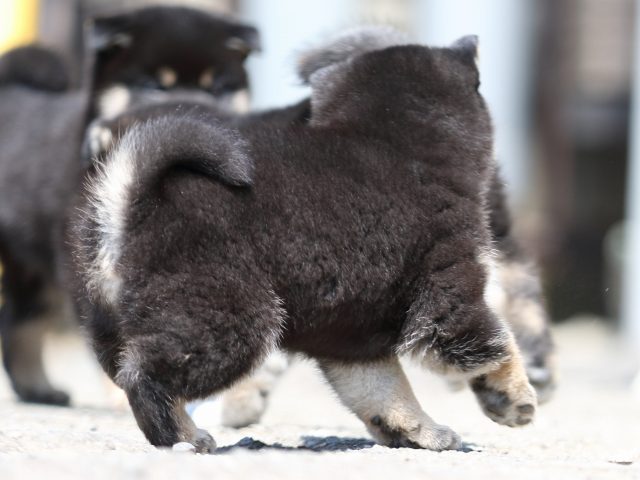 FP5A9854-puppy FP5A9854-puppy