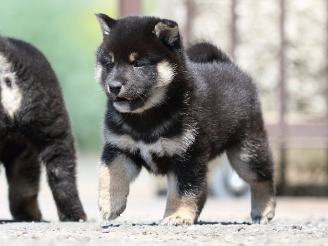 FP5A9867-puppy FP5A9867-puppy