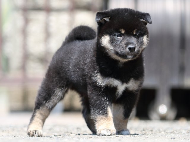 FP5A9896-puppy FP5A9896-puppy