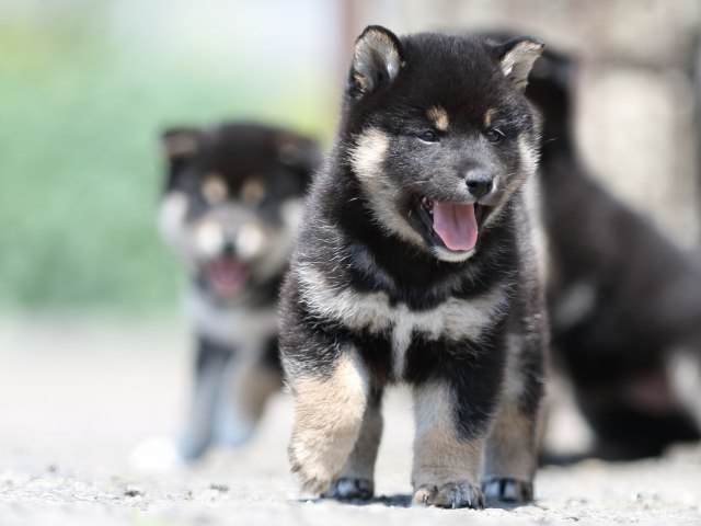 FP5A9908-puppy FP5A9908-puppy