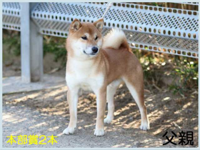 源星真留号1 源星真留号1