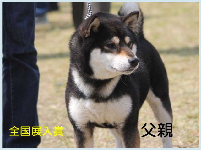 黒影丸1 黒影丸1