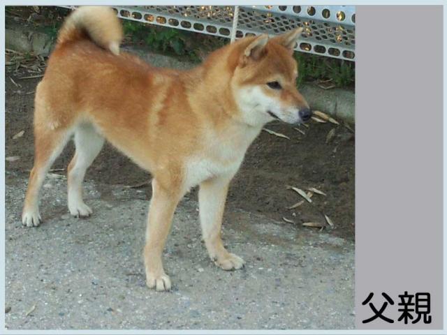 2014.9.30titi鉄真留号-shiba 2014.9.30titi鉄真留号-shiba