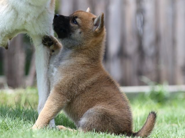 00000001-puppy 00000001-puppy