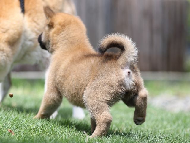 00000003-puppy 00000003-puppy