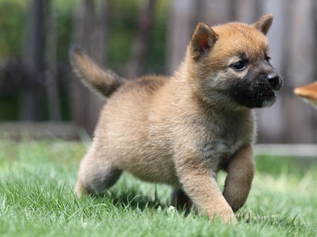 00000015-puppy 00000015-puppy