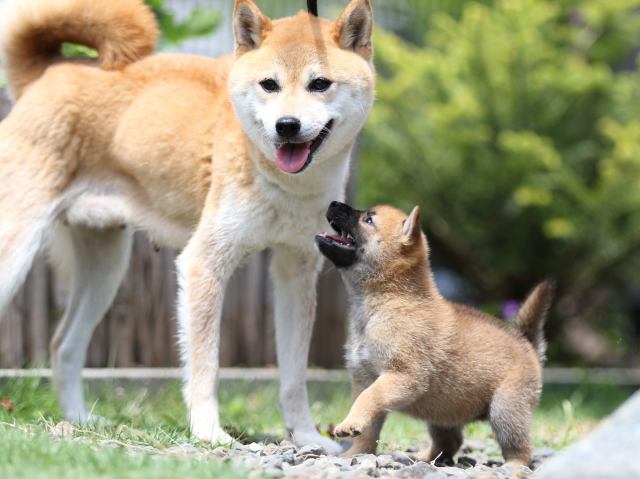 00000017-puppy 00000017-puppy