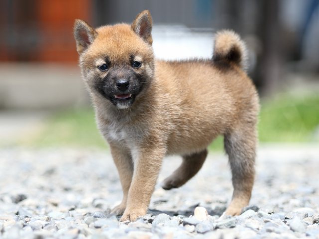 00000031-puppy 00000031-puppy