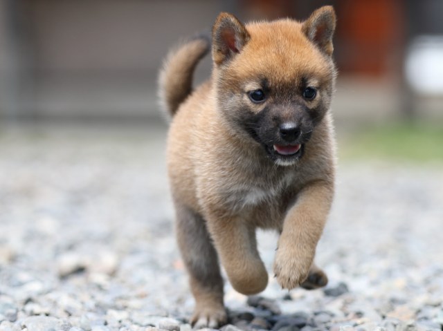 00000033-puppy 00000033-puppy