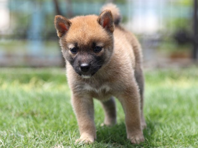00000043-puppy 00000043-puppy
