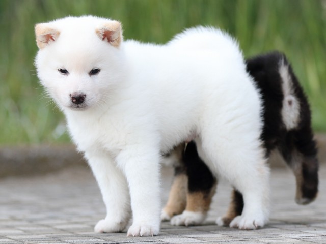FP5A2153-puppy FP5A2153-puppy