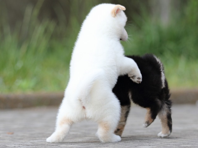 FP5A2205-puppy FP5A2205-puppy