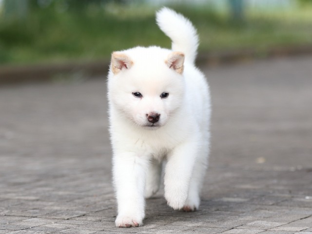 FP5A2316-puppy FP5A2316-puppy