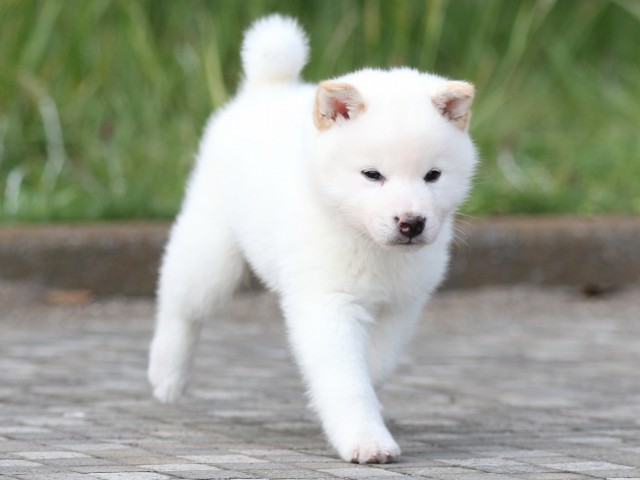 FP5A2416-puppy FP5A2416-puppy