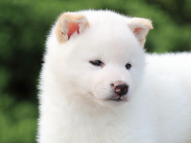 FP5A2579-puppy FP5A2579-puppy