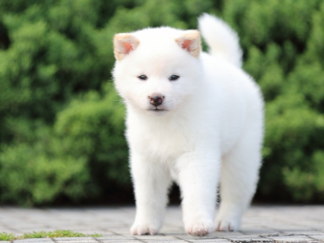 FP5A2608-puppy FP5A2608-puppy