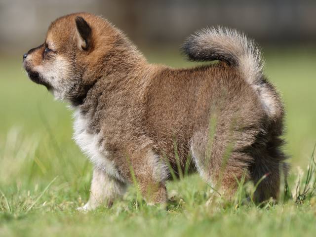 FP5A4050-puppy FP5A4050-puppy