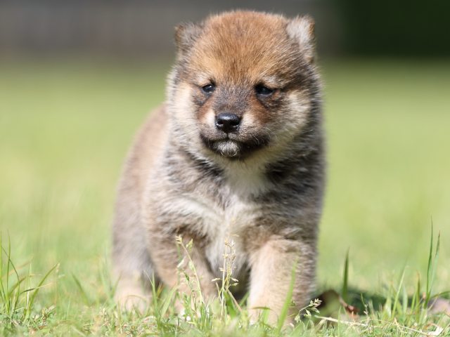 FP5A4069-puppy FP5A4069-puppy