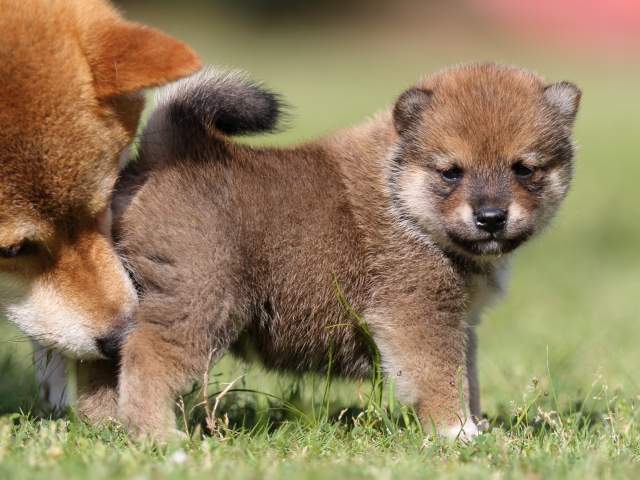 FP5A4104-puppy FP5A4104-puppy