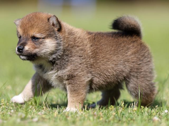 FP5A4117-puppy FP5A4117-puppy