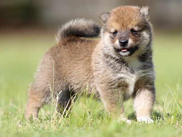 FP5A4176-puppy FP5A4176-puppy