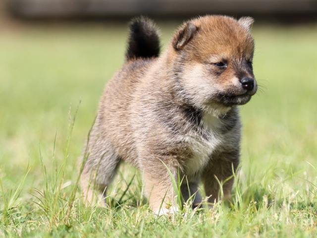 FP5A4195-puppy FP5A4195-puppy