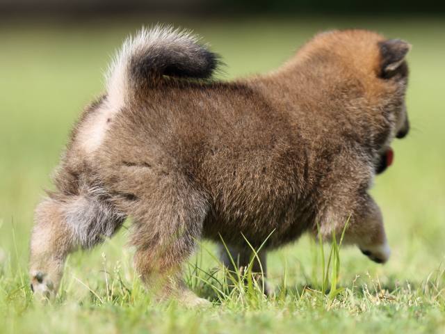 FP5A4228-puppy FP5A4228-puppy