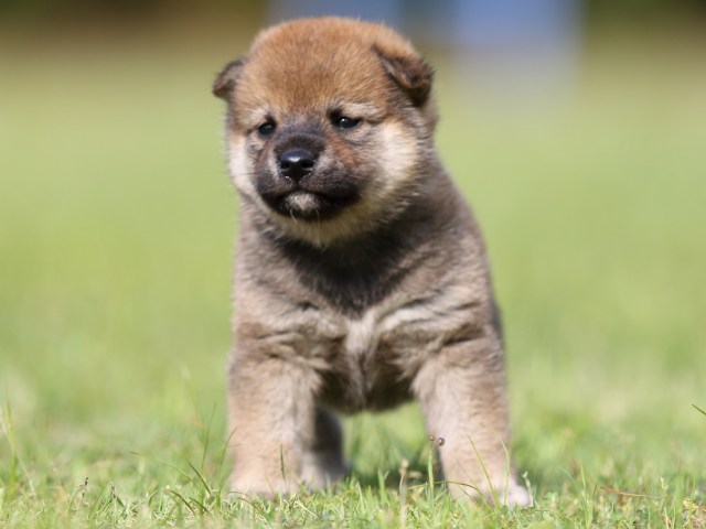 FP5A4497-puppy FP5A4497-puppy
