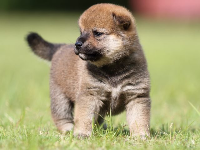 FP5A4541-puppy FP5A4541-puppy