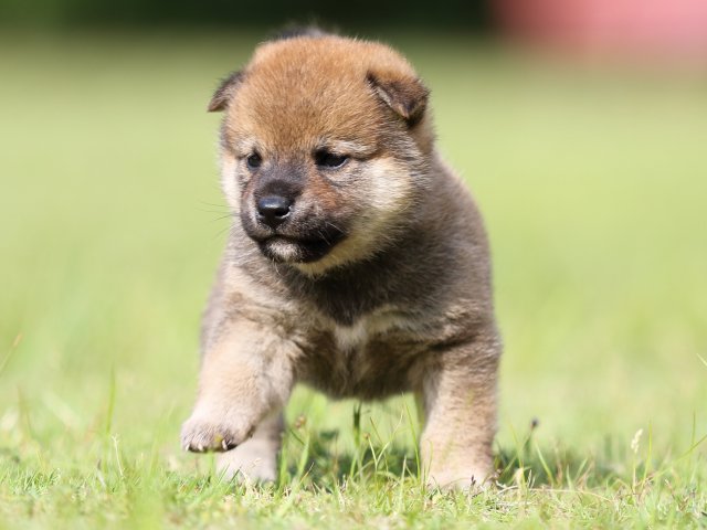 FP5A4552-puppy FP5A4552-puppy