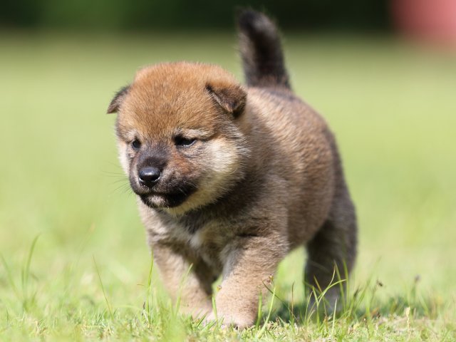 FP5A4556-puppy FP5A4556-puppy