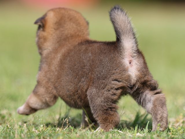 FP5A4600-puppy FP5A4600-puppy