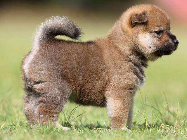 FP5A4613-puppy FP5A4613-puppy