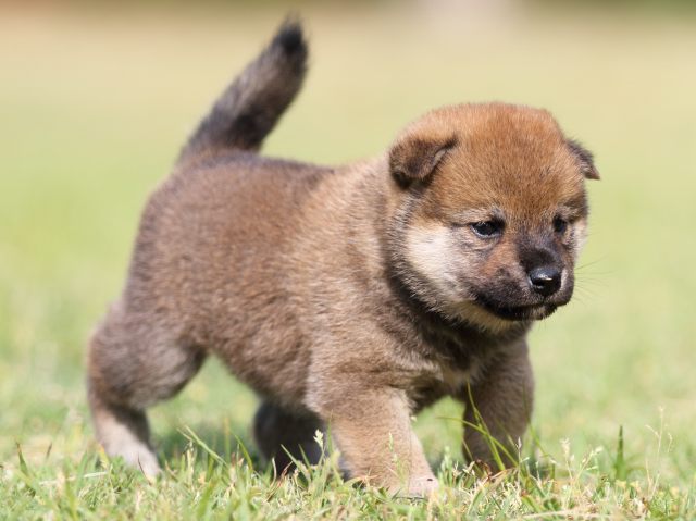 FP5A4651-puppy FP5A4651-puppy
