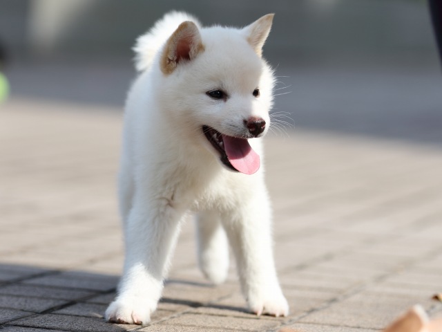 FP5A5028-puppy FP5A5028-puppy