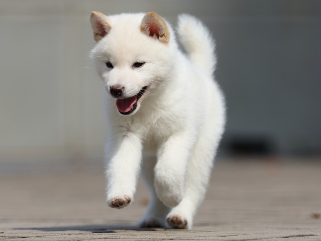 FP5A5086-puppy FP5A5086-puppy