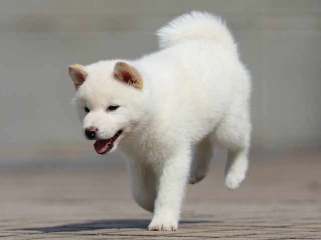 FP5A5091-puppy FP5A5091-puppy