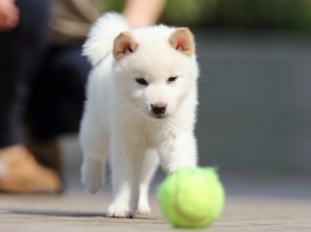 FP5A5135-puppy FP5A5135-puppy