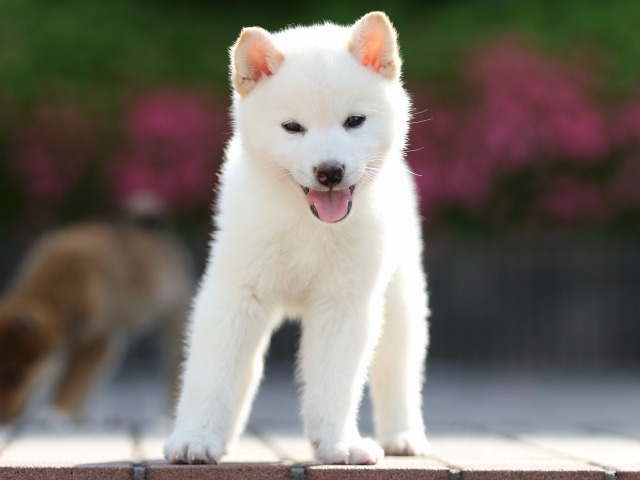 FP5A5319-puppy FP5A5319-puppy