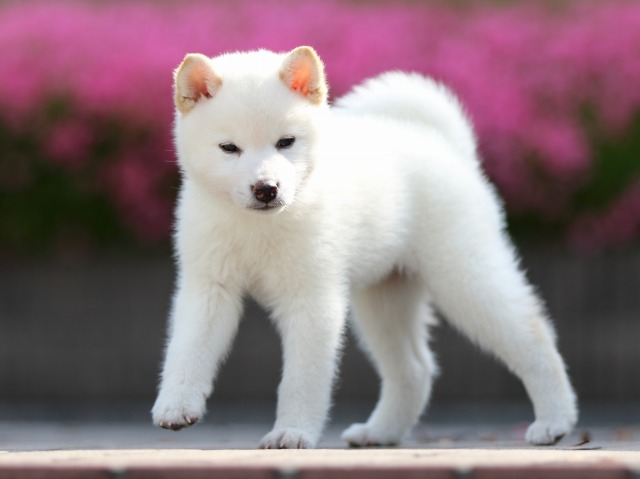 FP5A5401-puppy FP5A5401-puppy