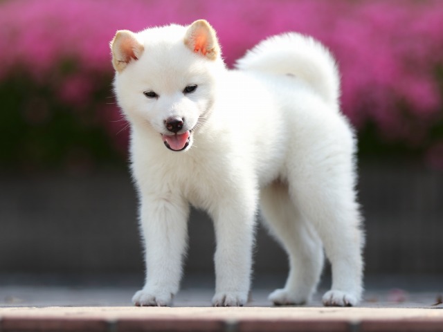 FP5A5402-puppy FP5A5402-puppy