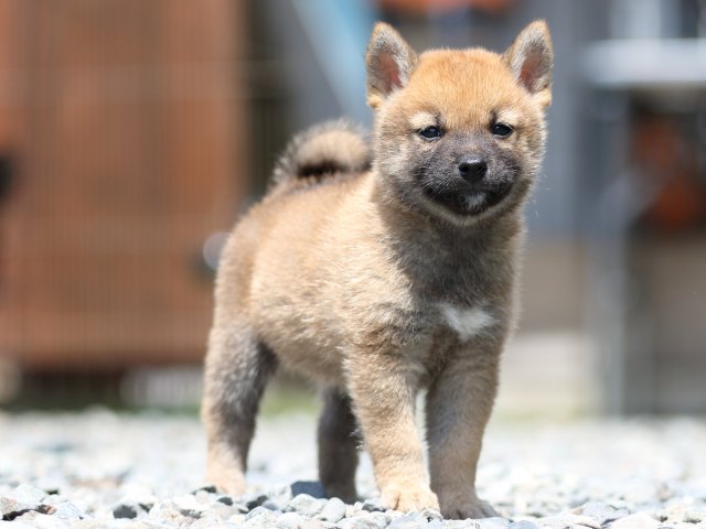 FP5A5635-puppy FP5A5635-puppy
