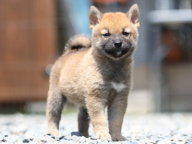 FP5A5638-puppy FP5A5638-puppy