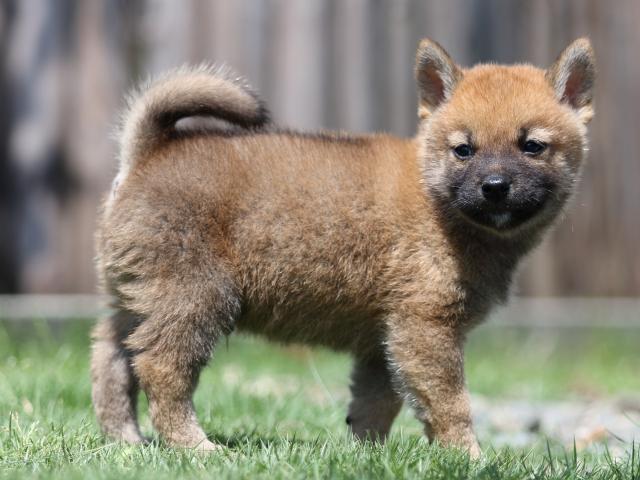 FP5A5663-puppy FP5A5663-puppy
